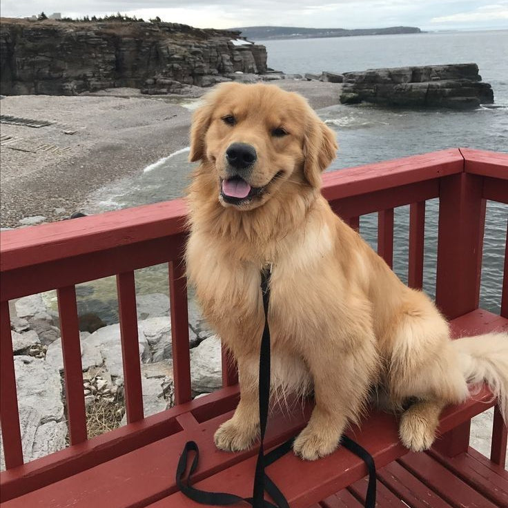 Golden retriever sitting on a red bench by the ocean with rocky cliffs in the background.